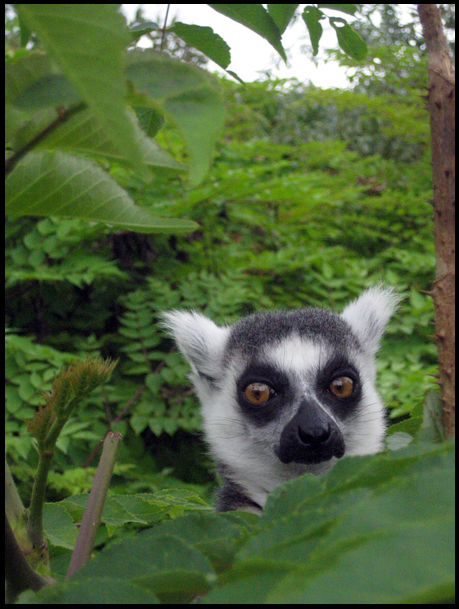 Lemur_by_amarys.jpg